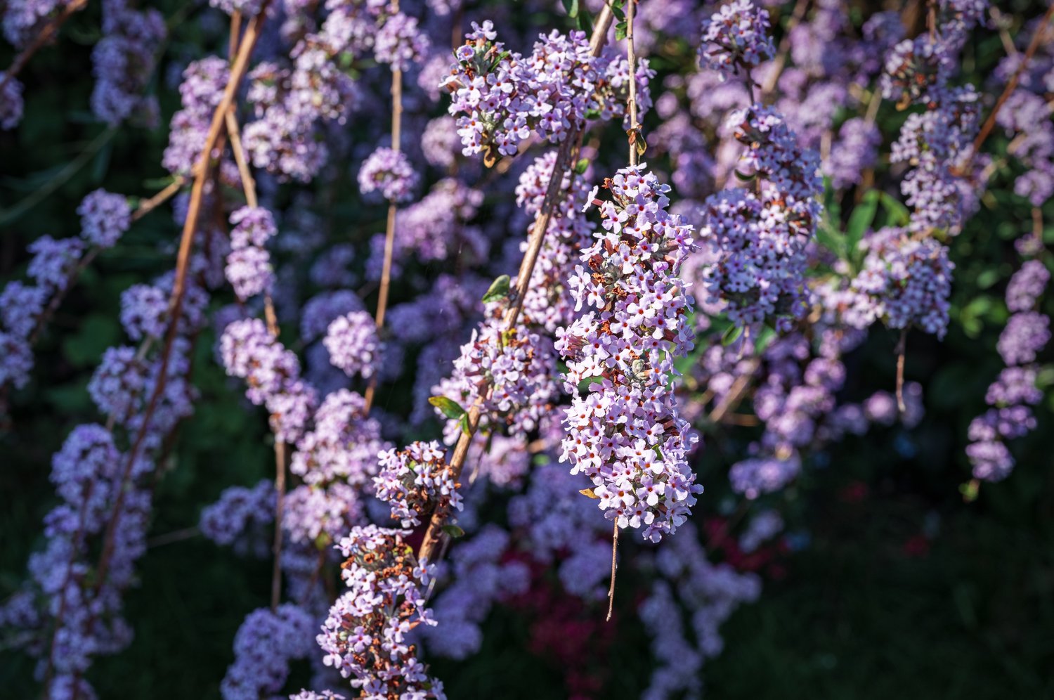 Buddleja alternifolia