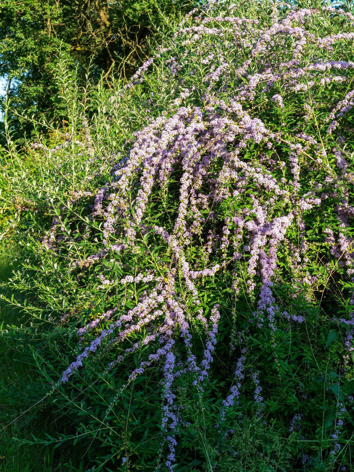 Buddleja alternifolia
