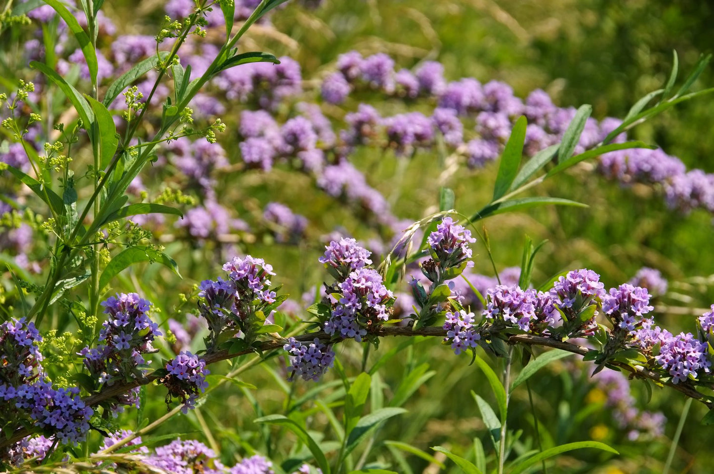 Buddleja alternifolia