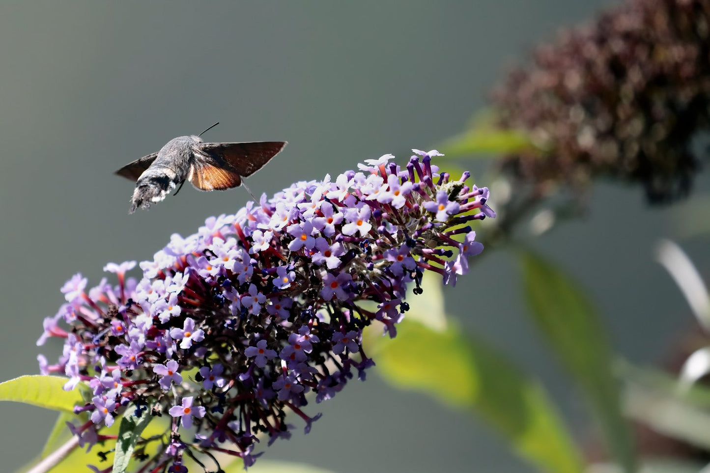 Buddleja alternifolia