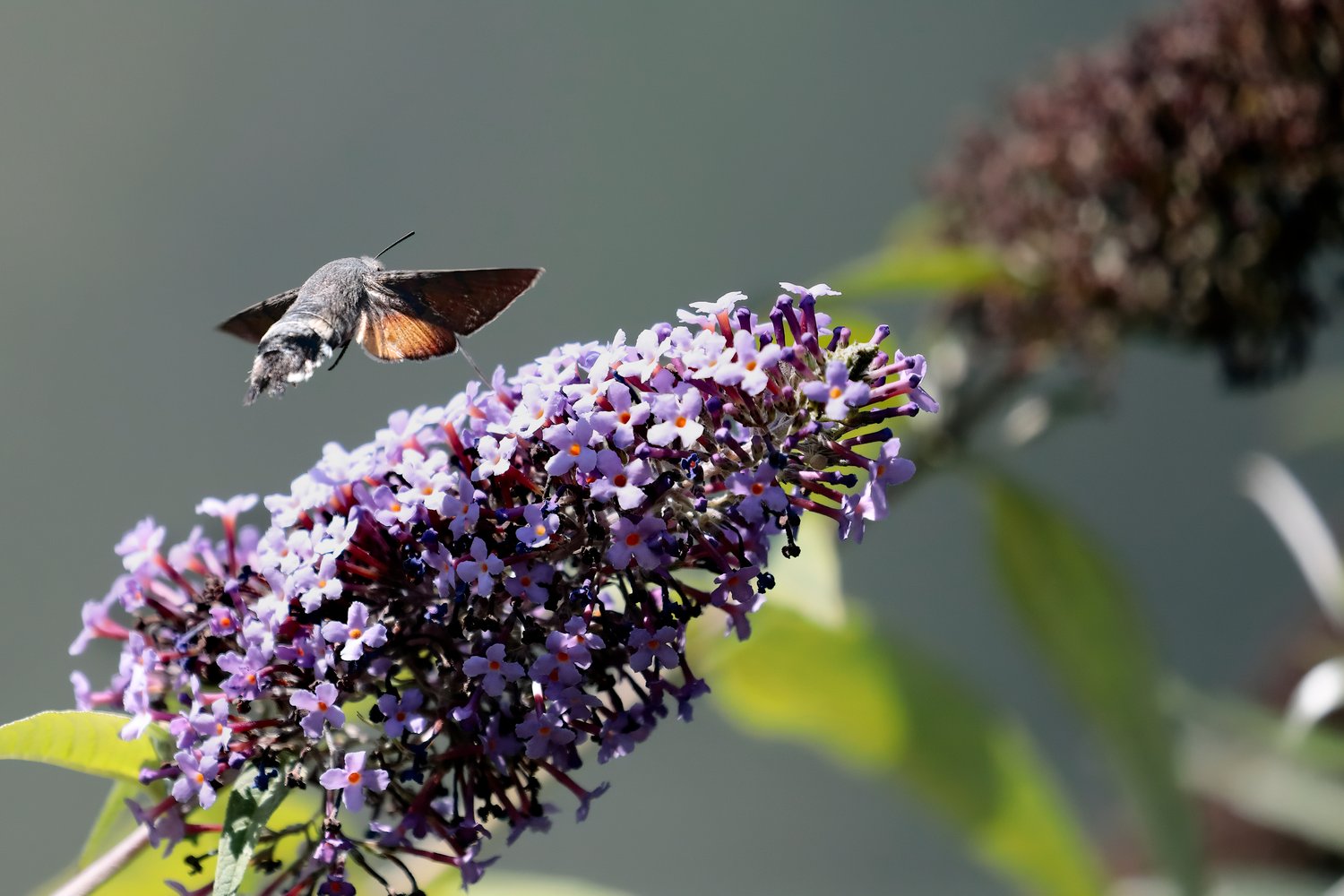 Buddleja alternifolia