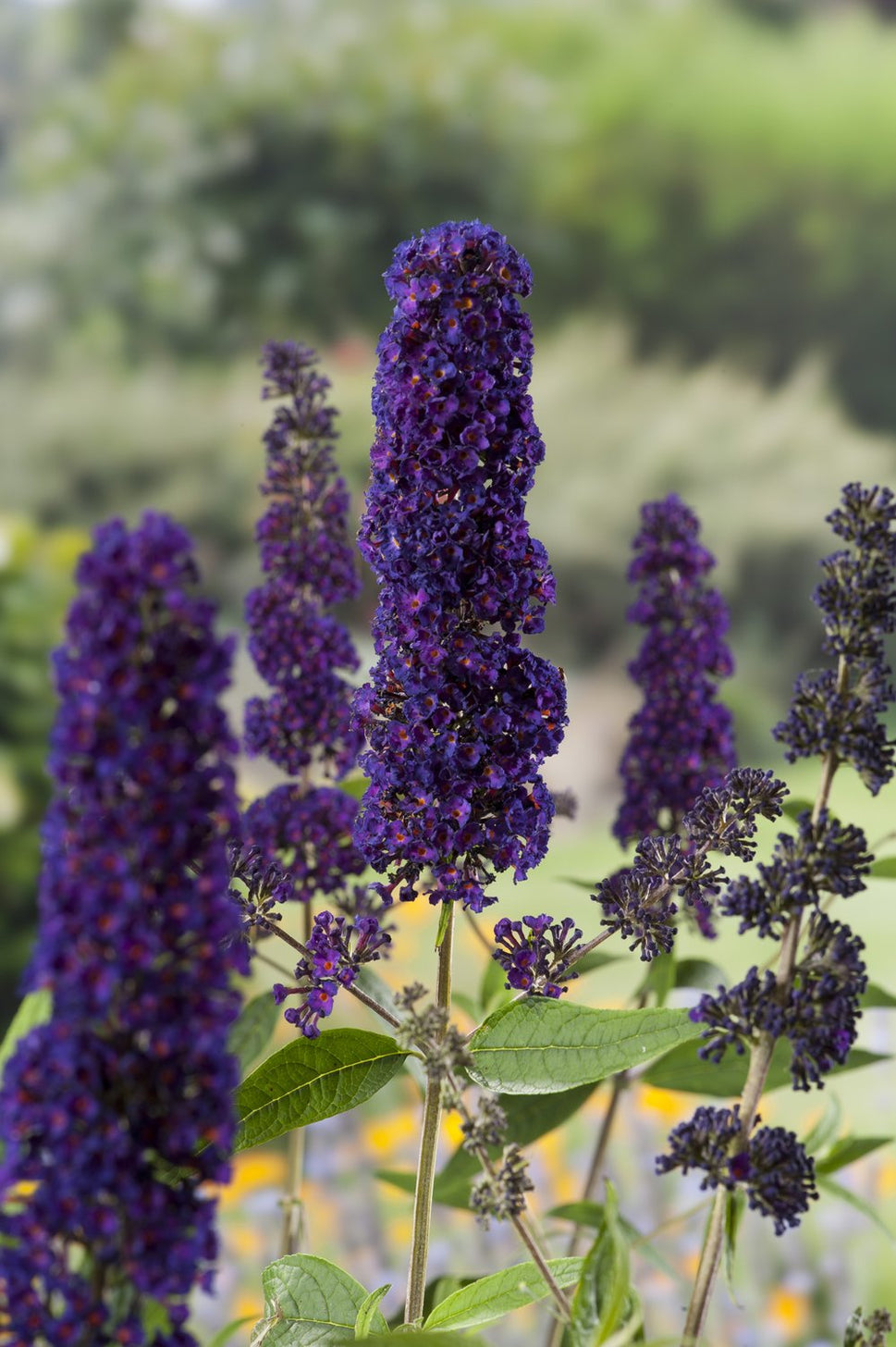 Buddleja davidii Black Knight