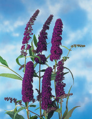 Buddleja davidii Black Knight