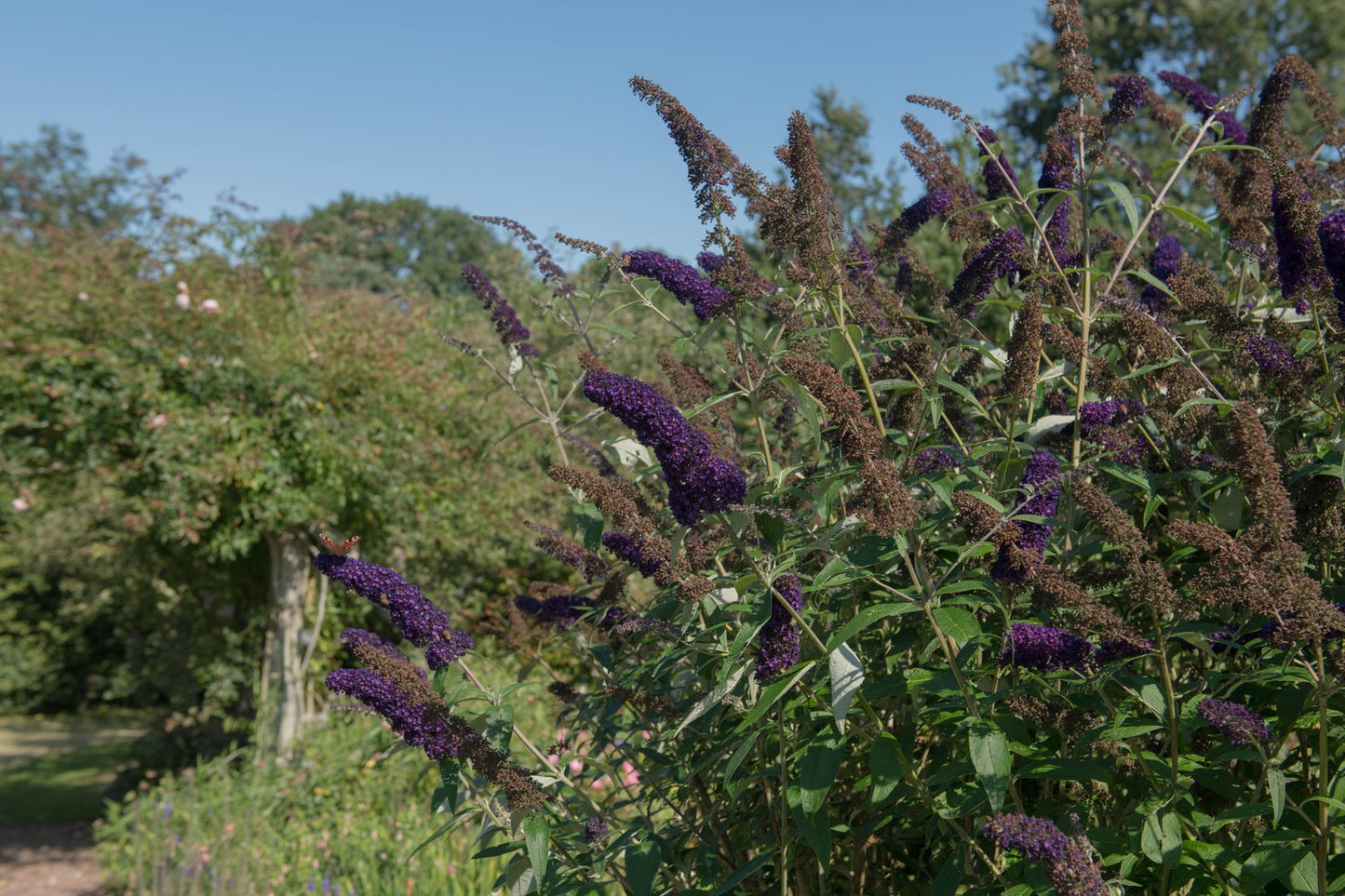 Buddleja davidii Black Knight