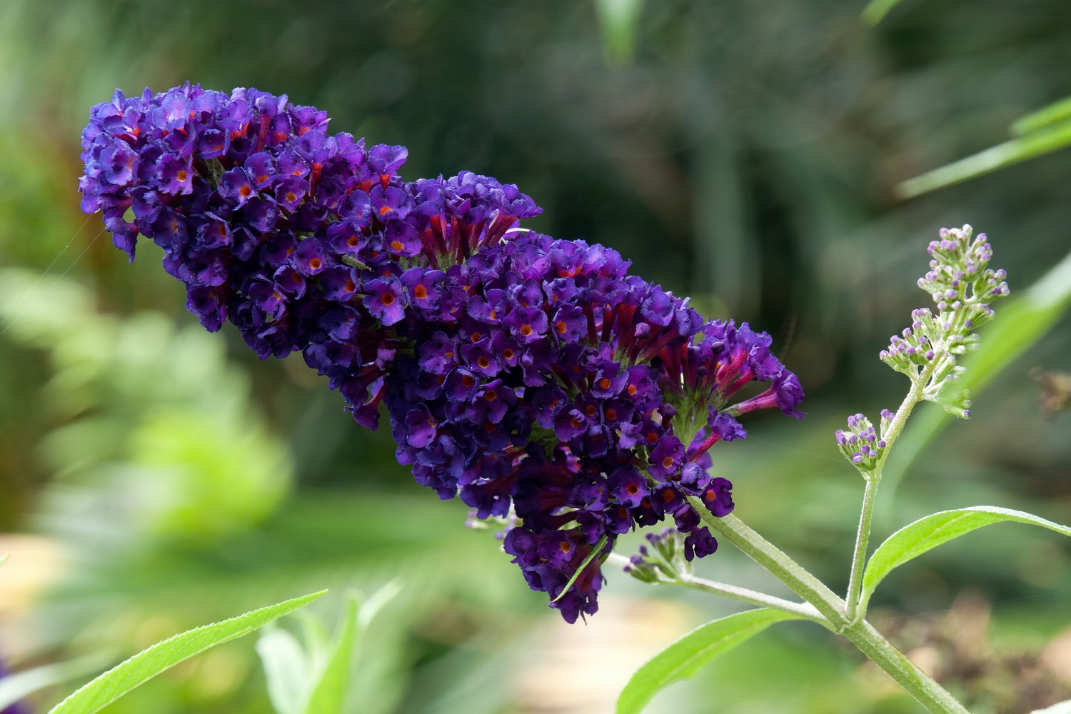 Buddleja davidii Black Knight