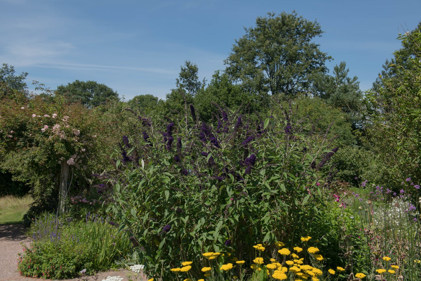 Buddleja davidii Black Knight