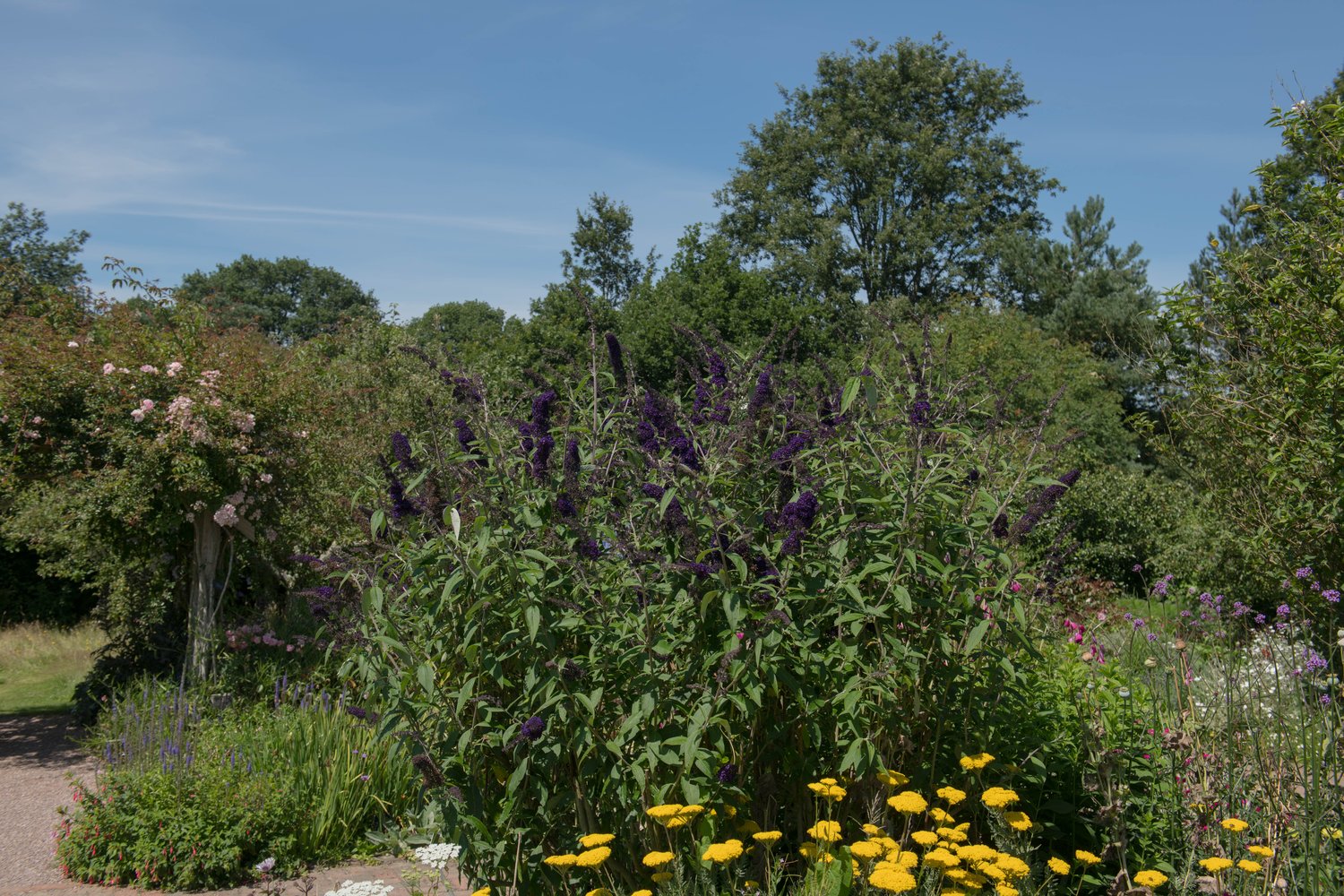 Buddleja davidii Black Knight