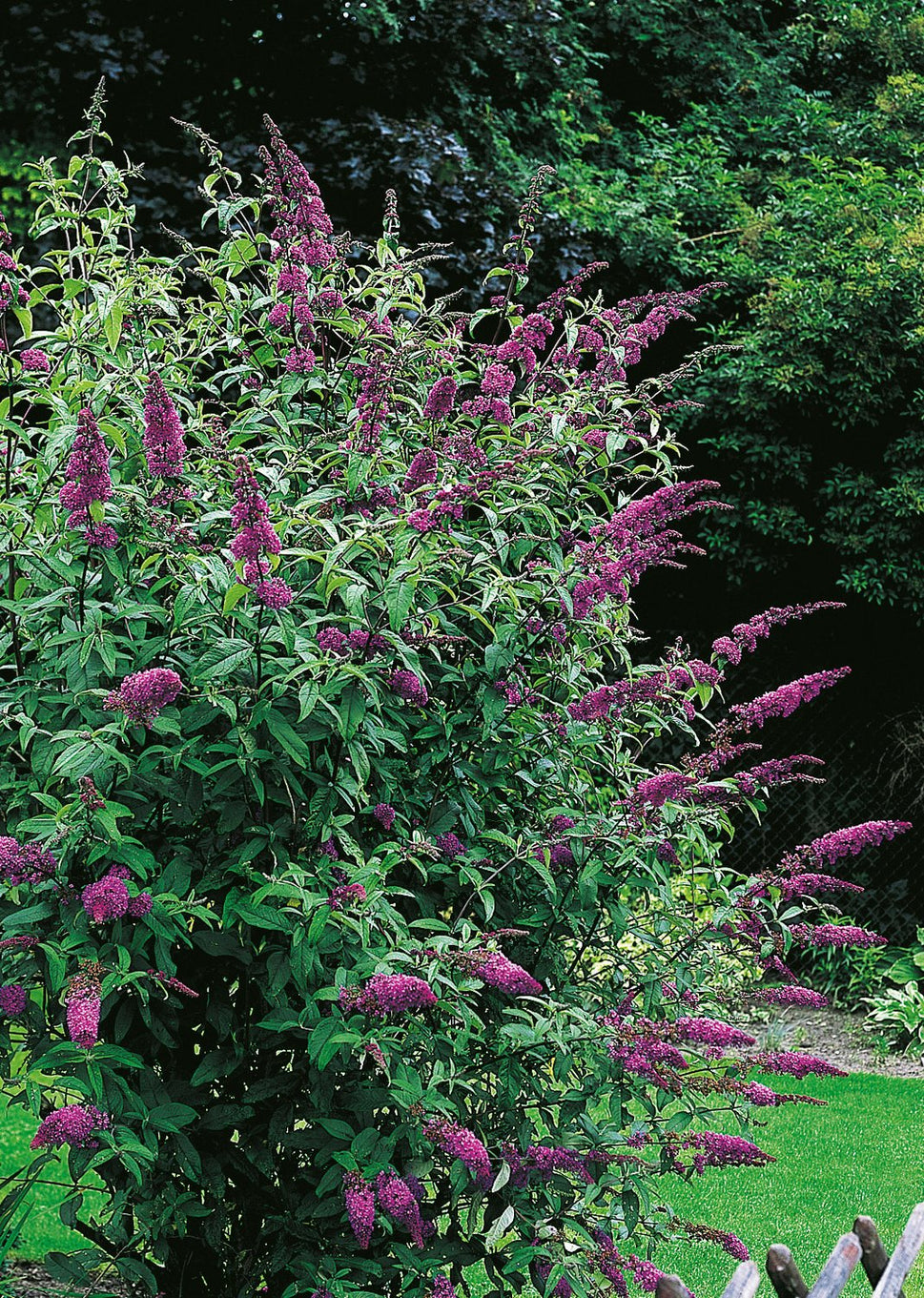 Buddleja davidii 'Ile de France'