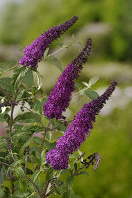 Buddleja davidii 'Ile de France'