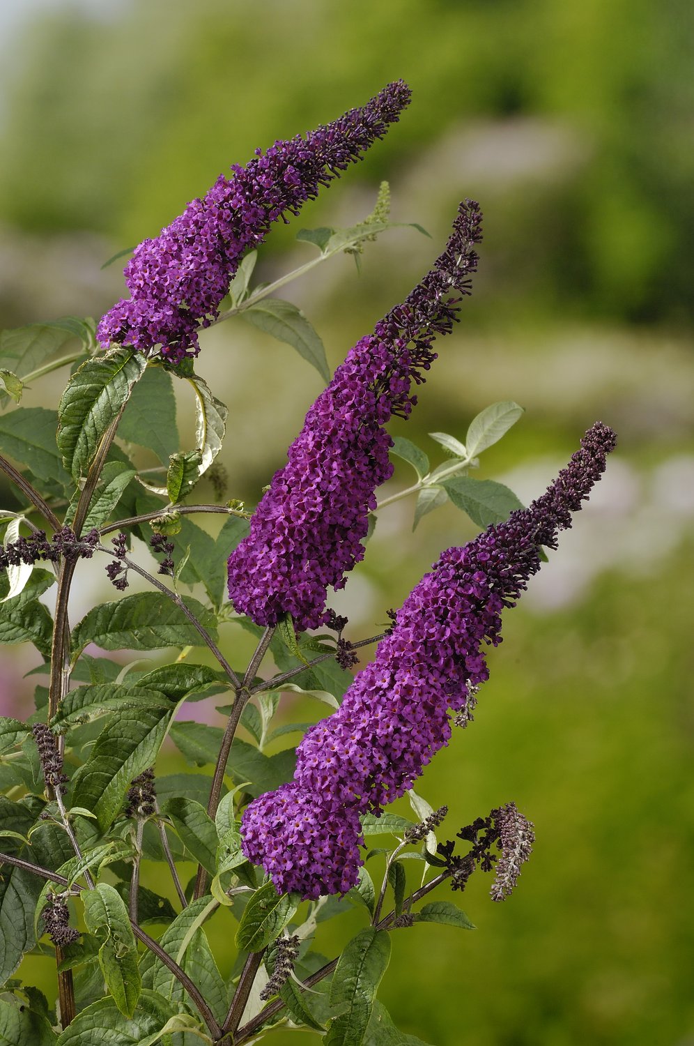 Buddleja davidii 'Ile de France'
