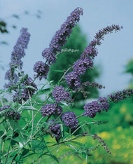 Buddleja davidii NANHO BLUE