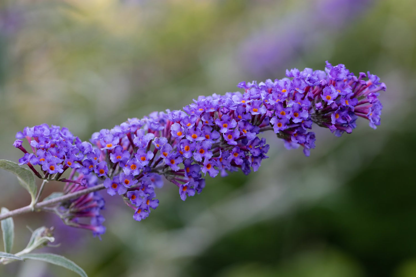 Buddleja davidii NANHO BLUE