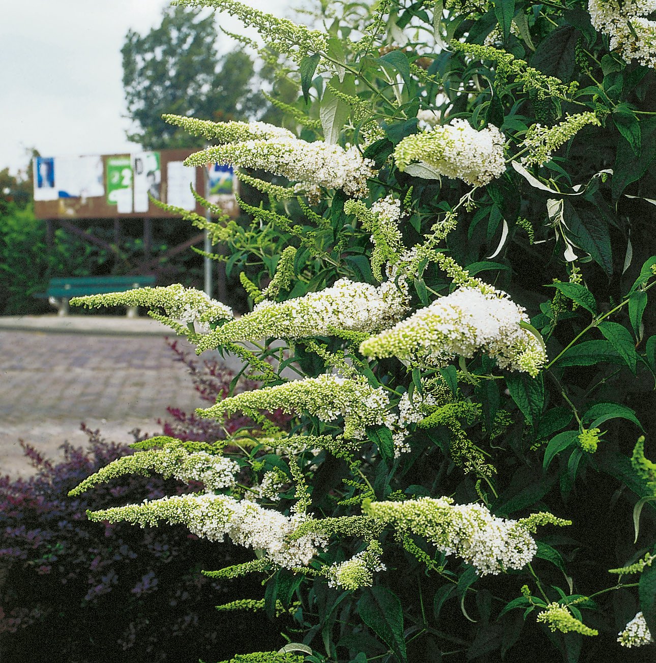 Buddleja davidii 'White Profusion'
