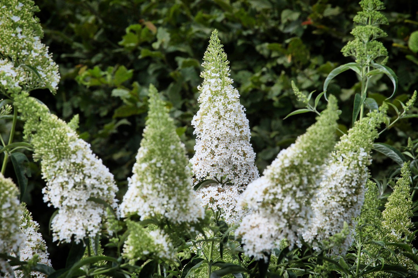Buddleja davidii 'White Profusion'