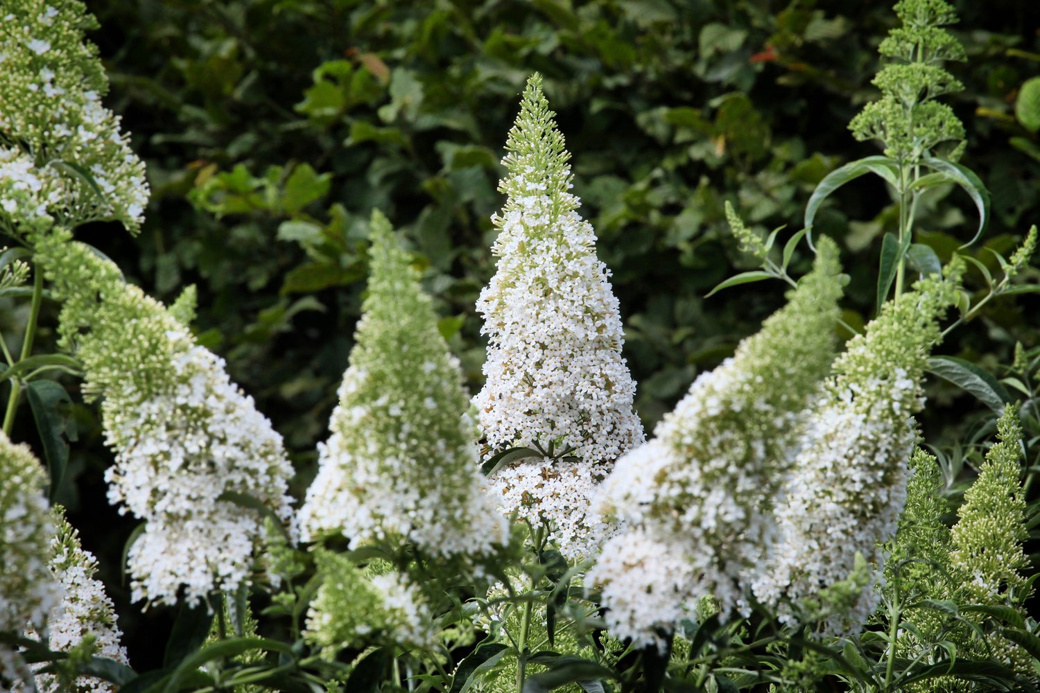 Buddleja davidii 'White Profusion'