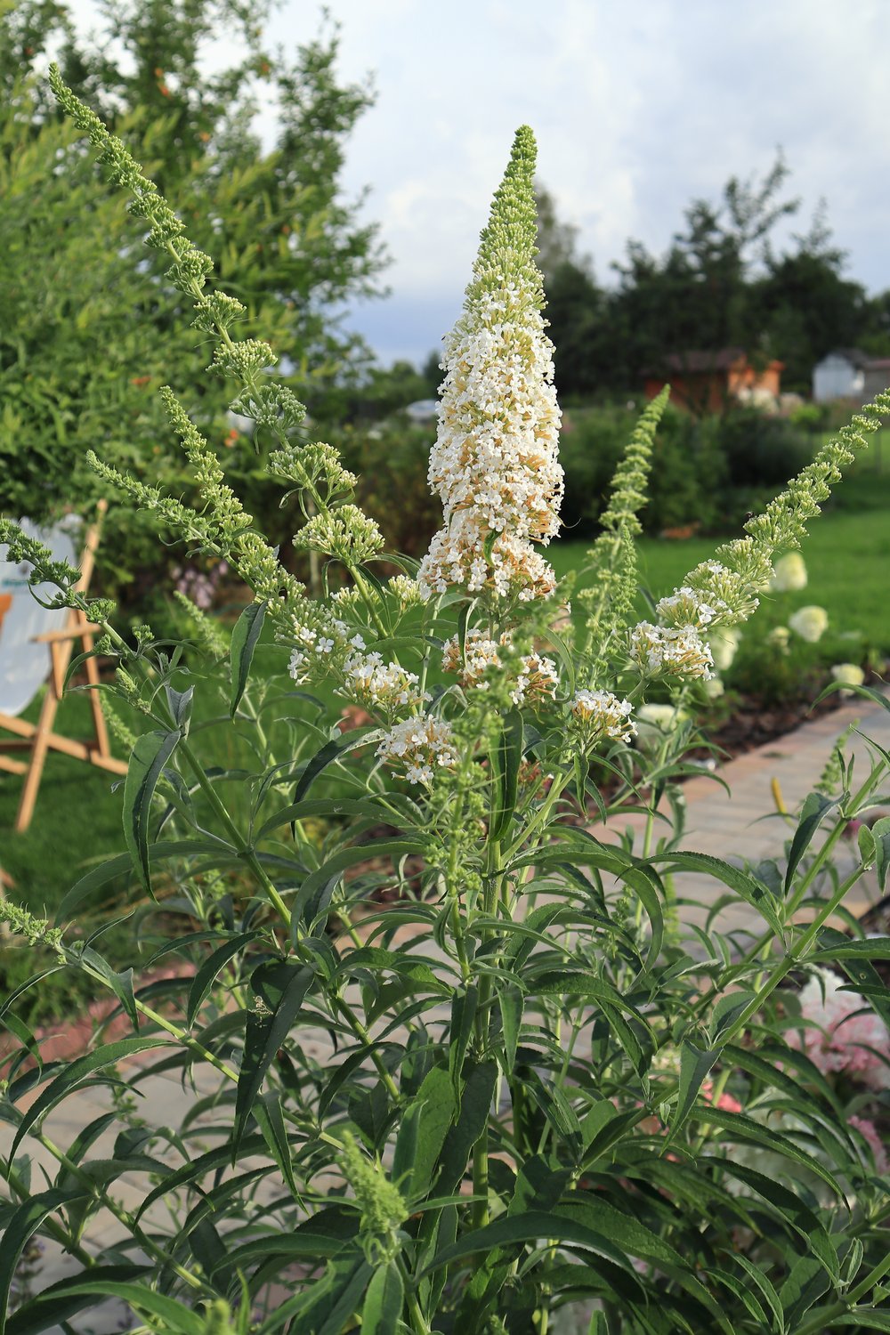 Buddleja davidii 'White Profusion'