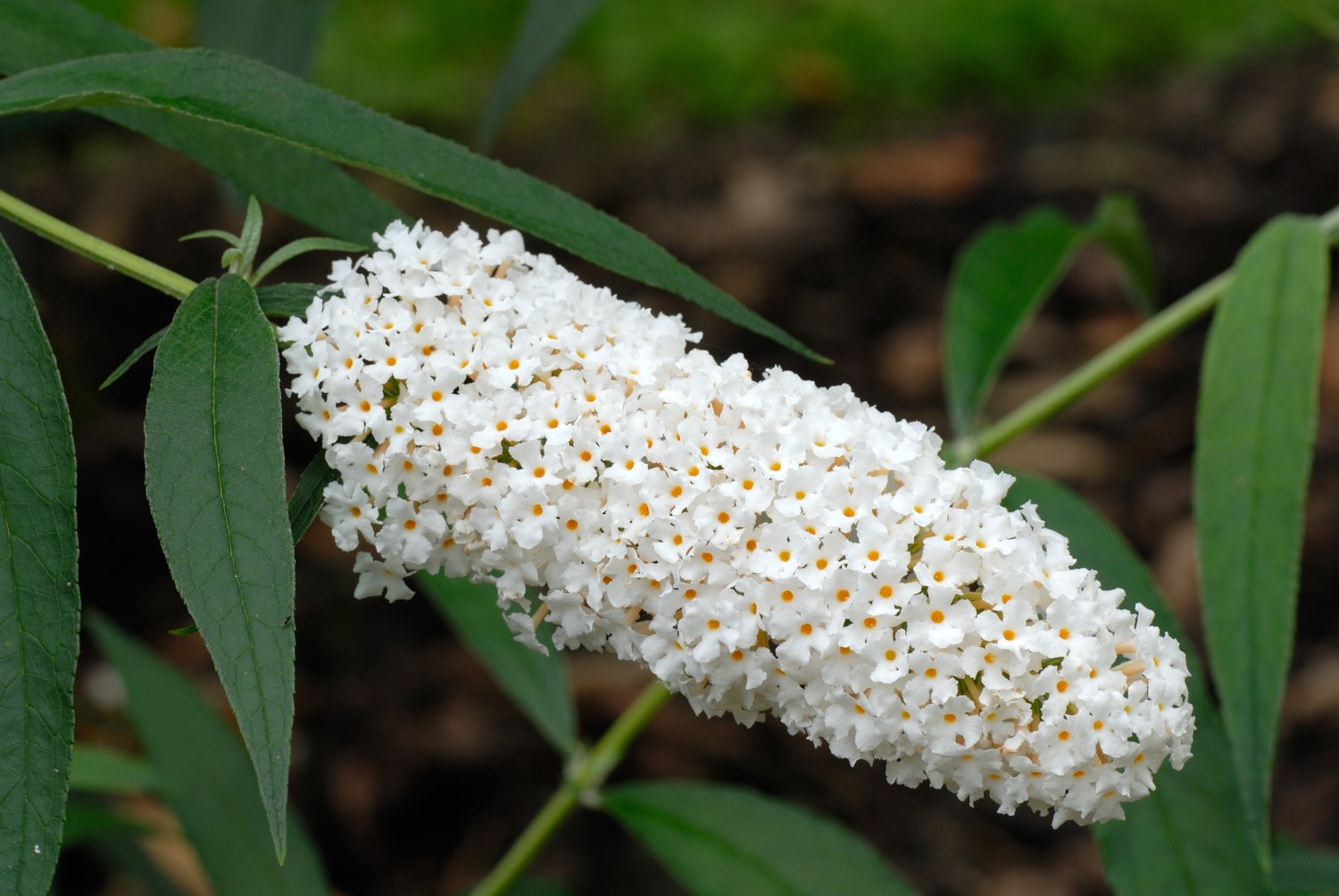 Buddleja davidii 'White Profusion'