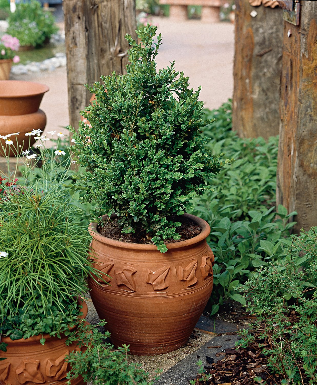 Buxus sempervirens, 30-40 cm