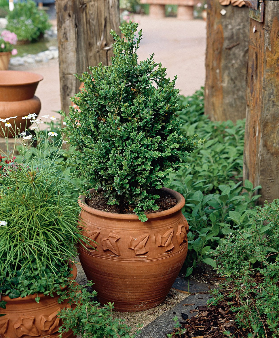 Buxus sempervirens, 30-40 cm