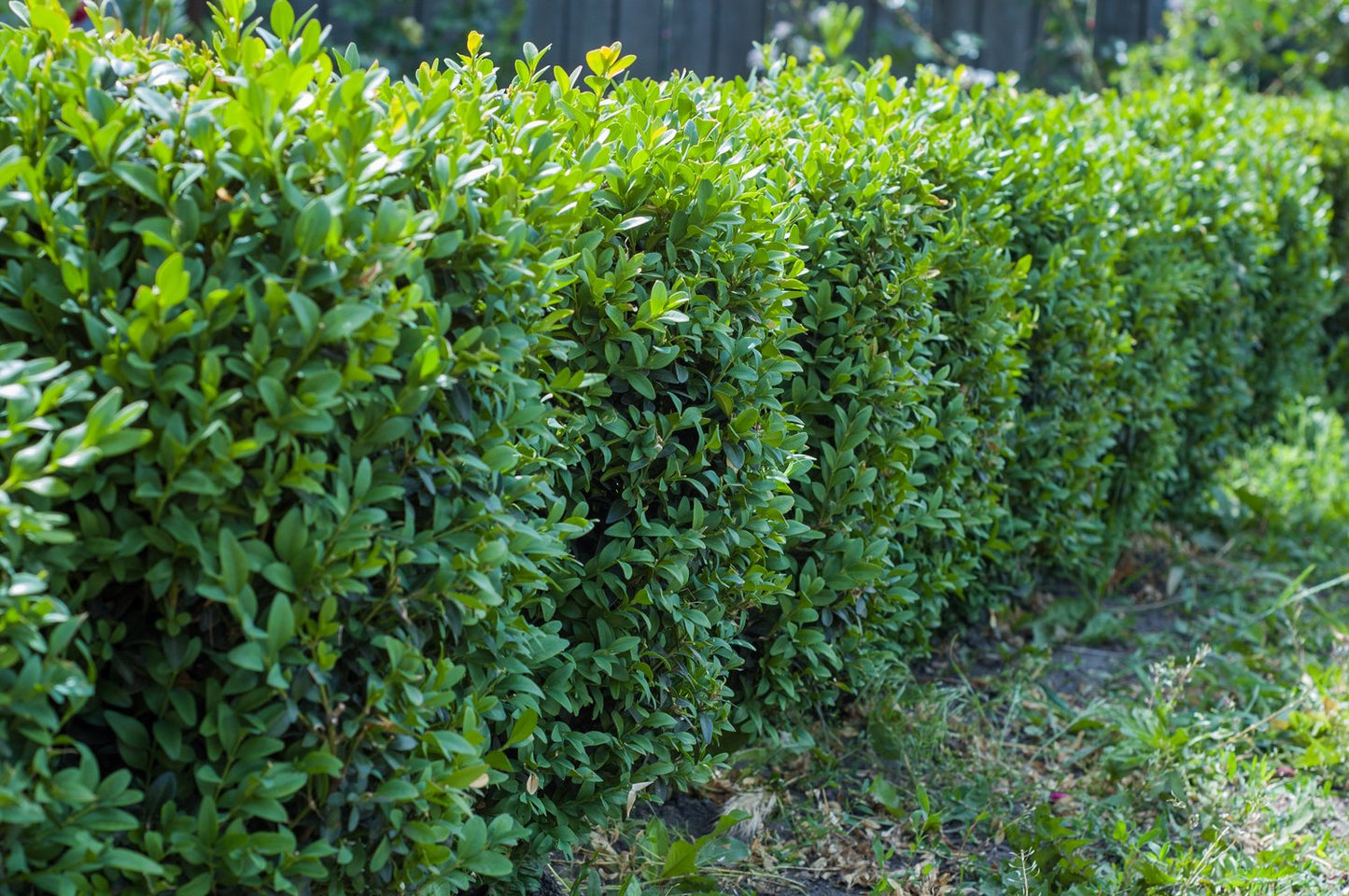 Buxus sempervirens, 30-40 cm