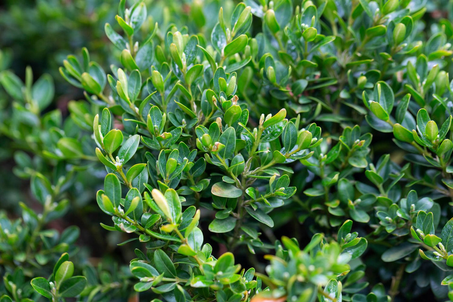 Buxus sempervirens, 30-40 cm