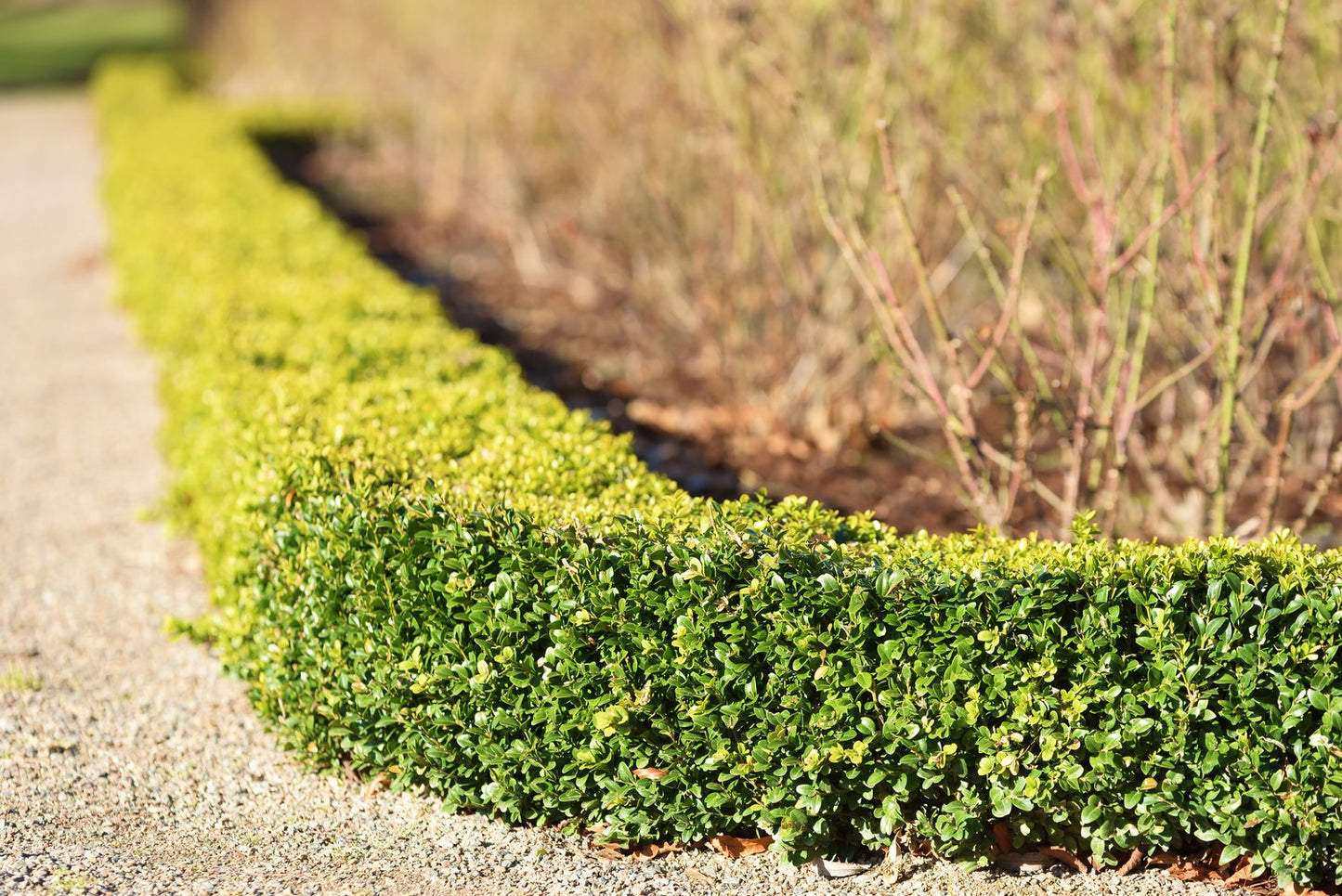 Buxus sempervirens, 30-40 cm