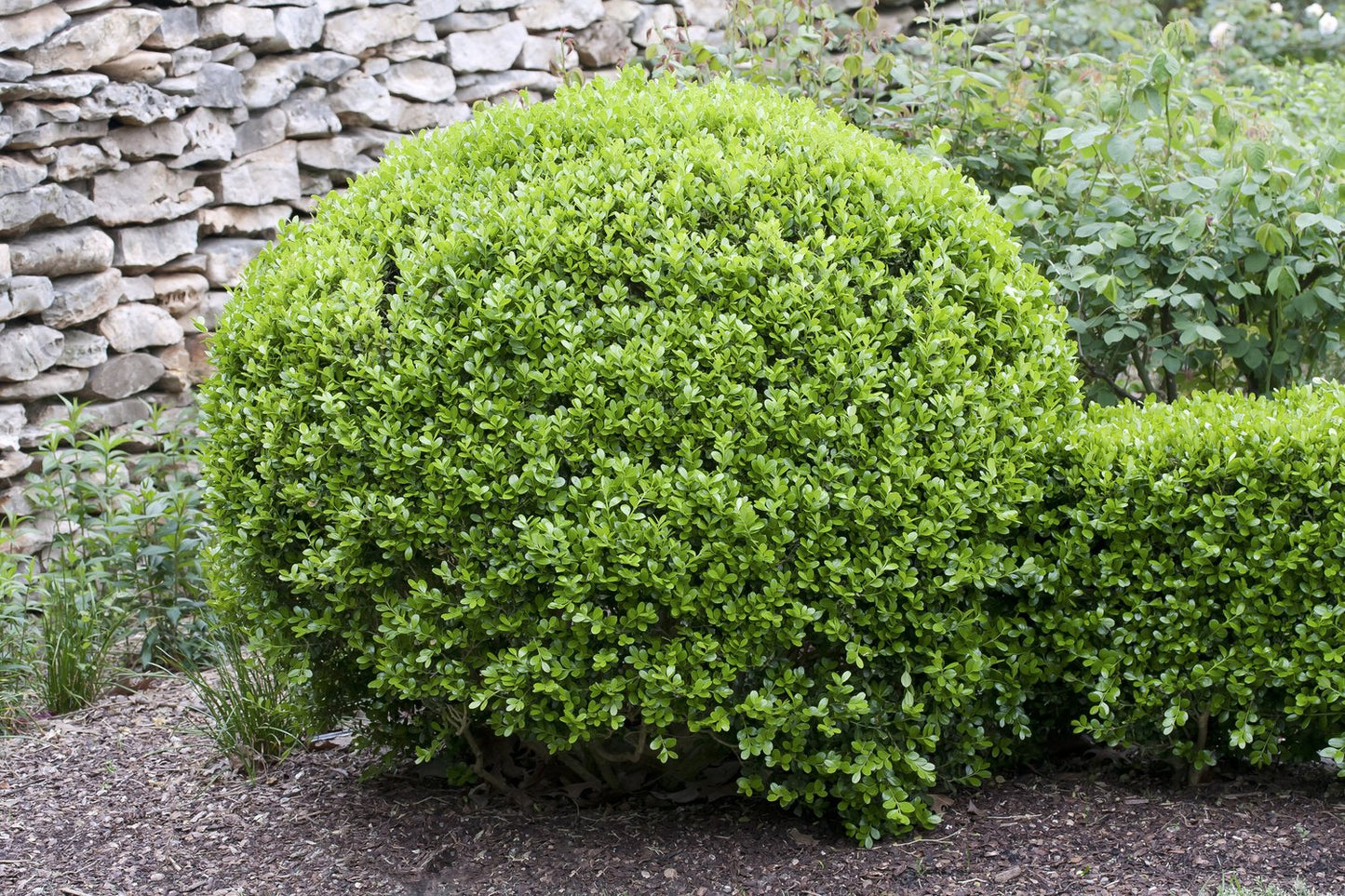 Buxus microphylla 'Faulkner' (klotform), Ø30-35
