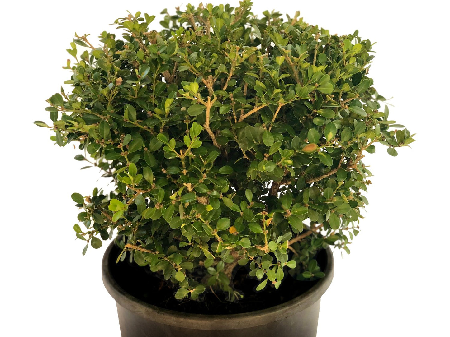 Buxus microphylla 'Faulkner' (klotform), Ø30-35