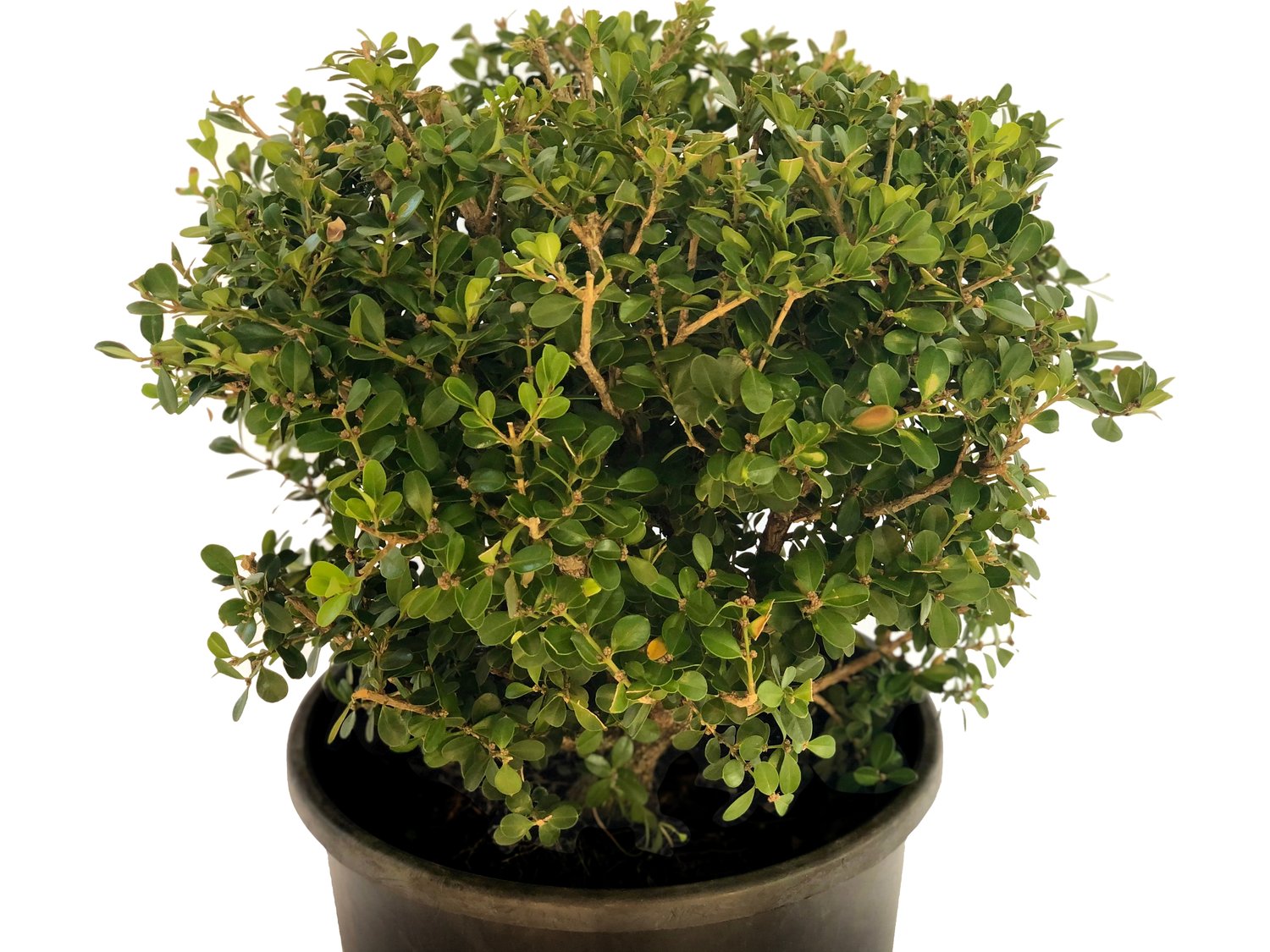 Buxus microphylla 'Faulkner' (klotform), Ø30-35