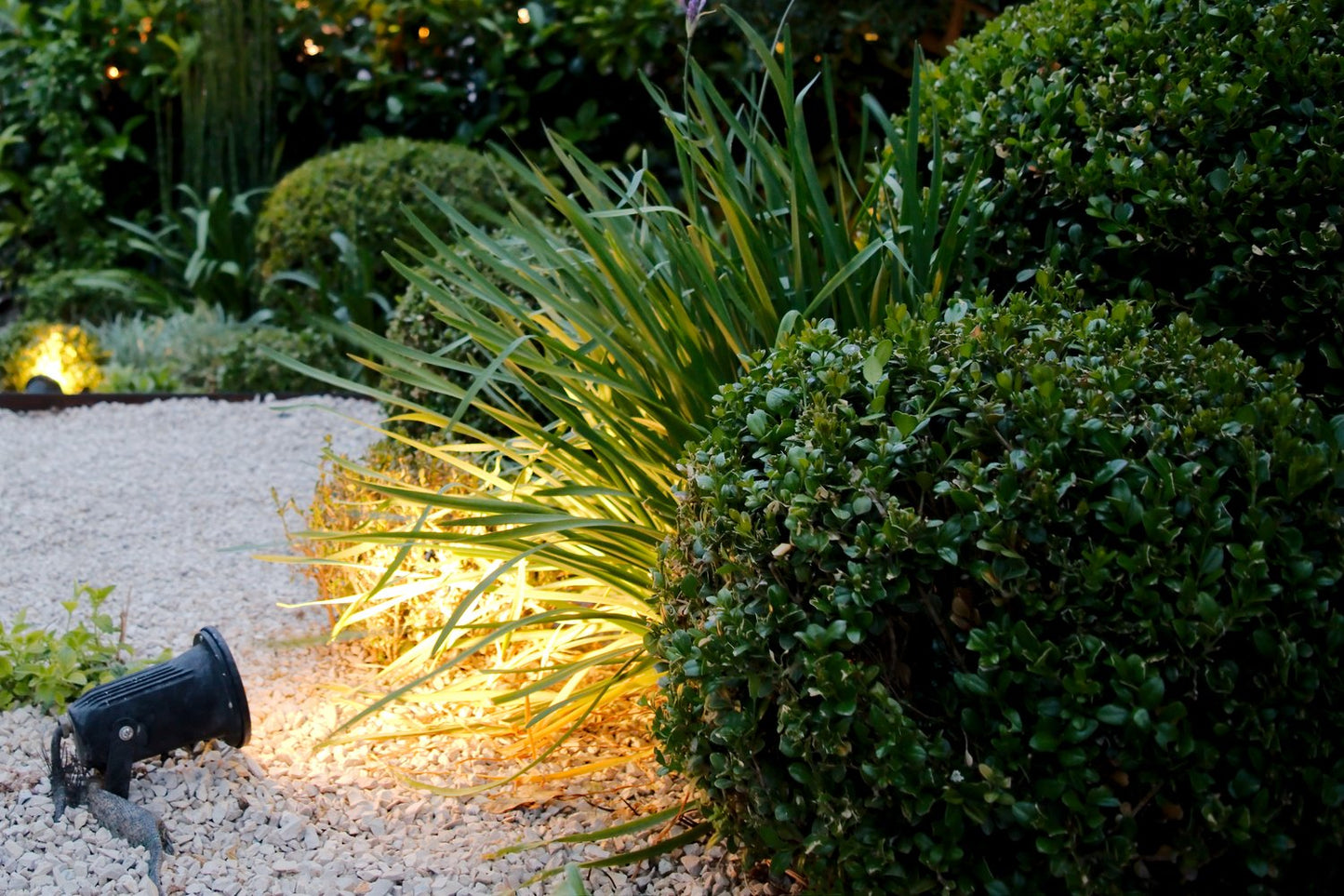 Buxus microphylla 'Faulkner' (klotform), Ø30-35
