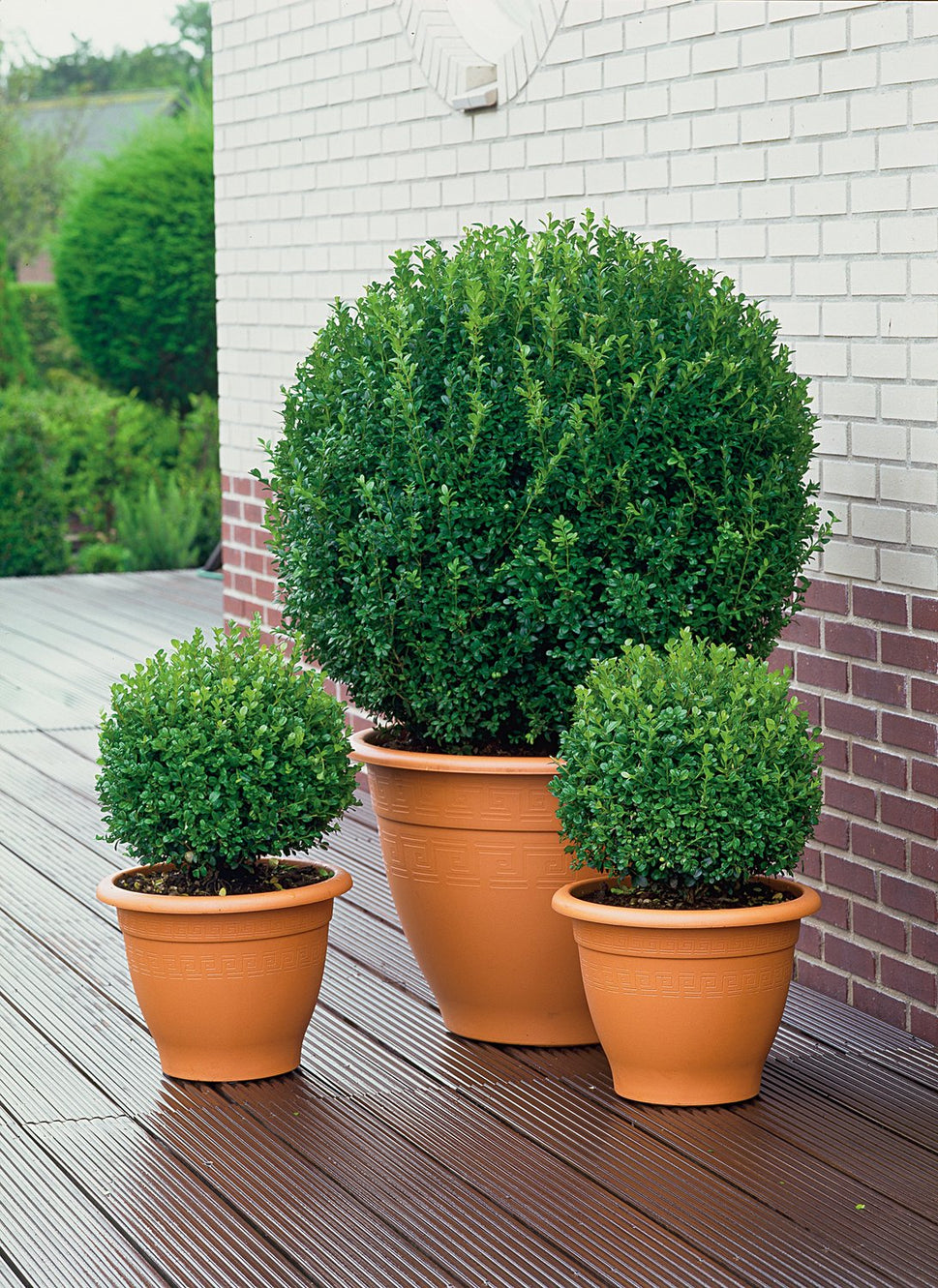 Buxus sempervirens (klotform), Ø25-30