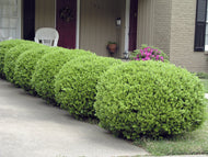 Buxus sempervirens (klotform), Ø25-30