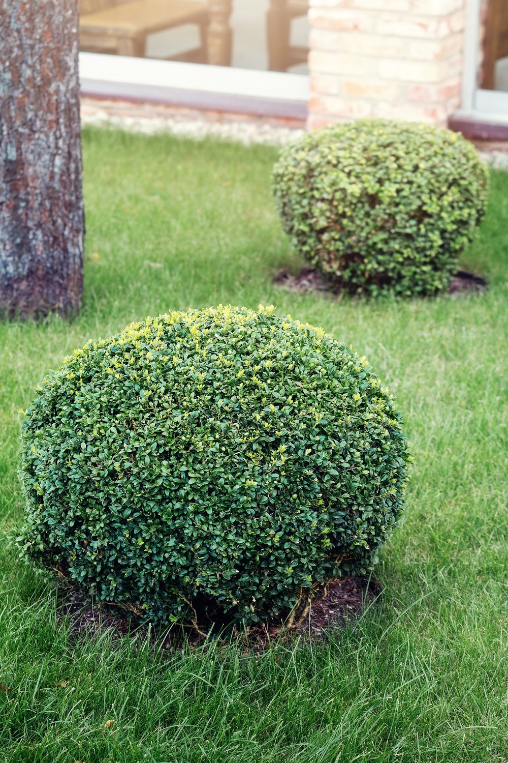 Buxus sempervirens (klotform), Ø25-30