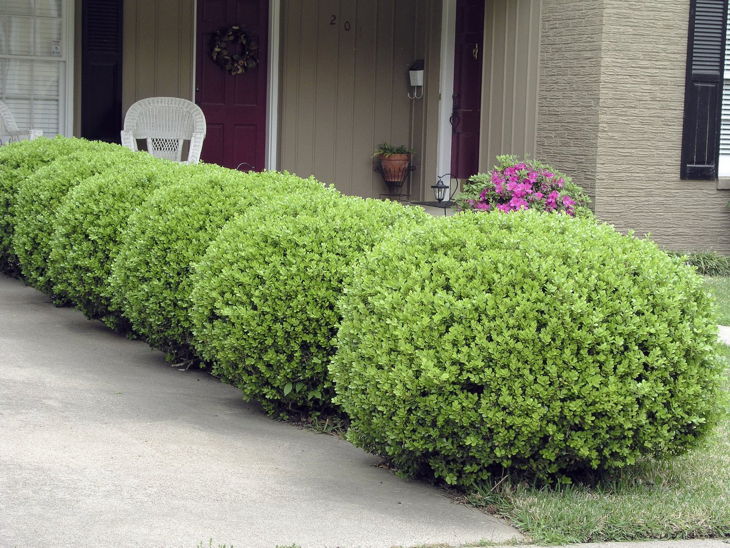 Buxus sempervirens (klotform), Ø35-40