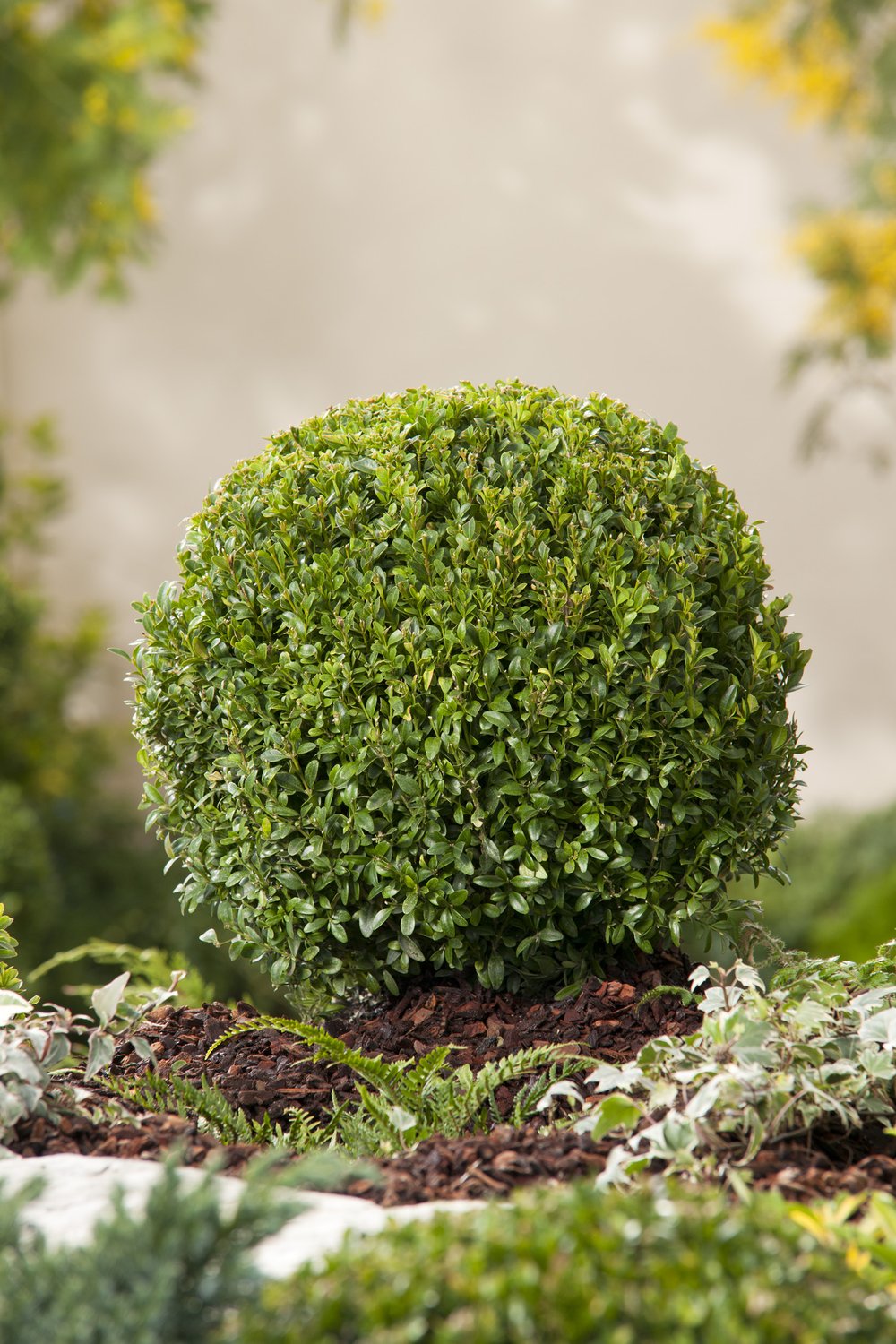 Buxus sempervirens (klotform), Ø35-40