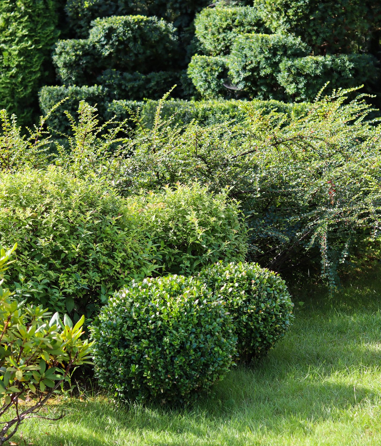 Buxus sempervirens (klotform), Ø35-40
