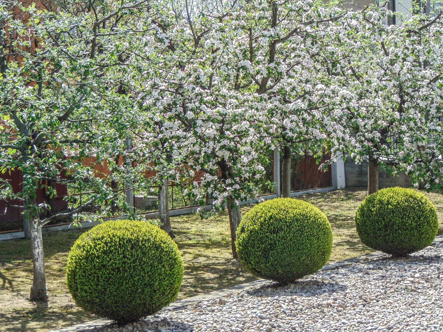 Buxus sempervirens (klotform), Ø35-40
