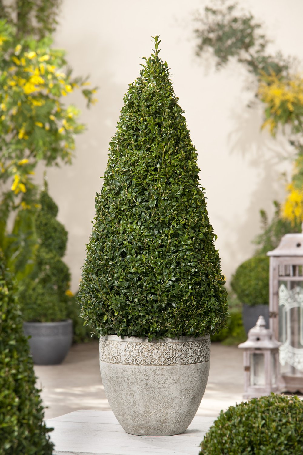 Buxus sempervirens (pyramid)