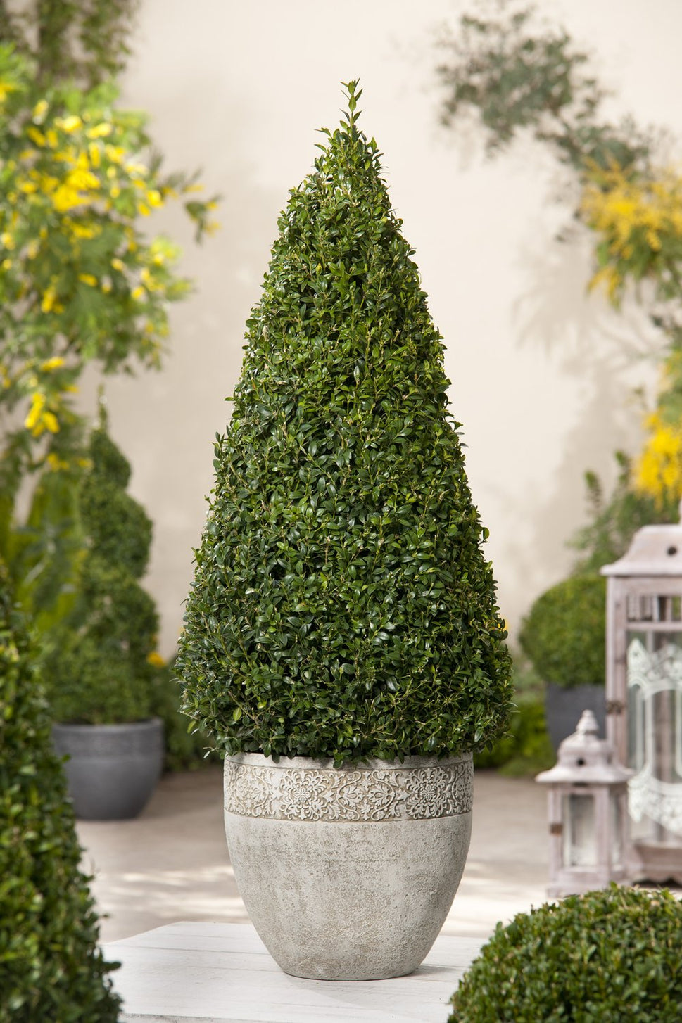 Buxus sempervirens (pyramid)