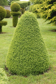 Buxus sempervirens (pyramid)