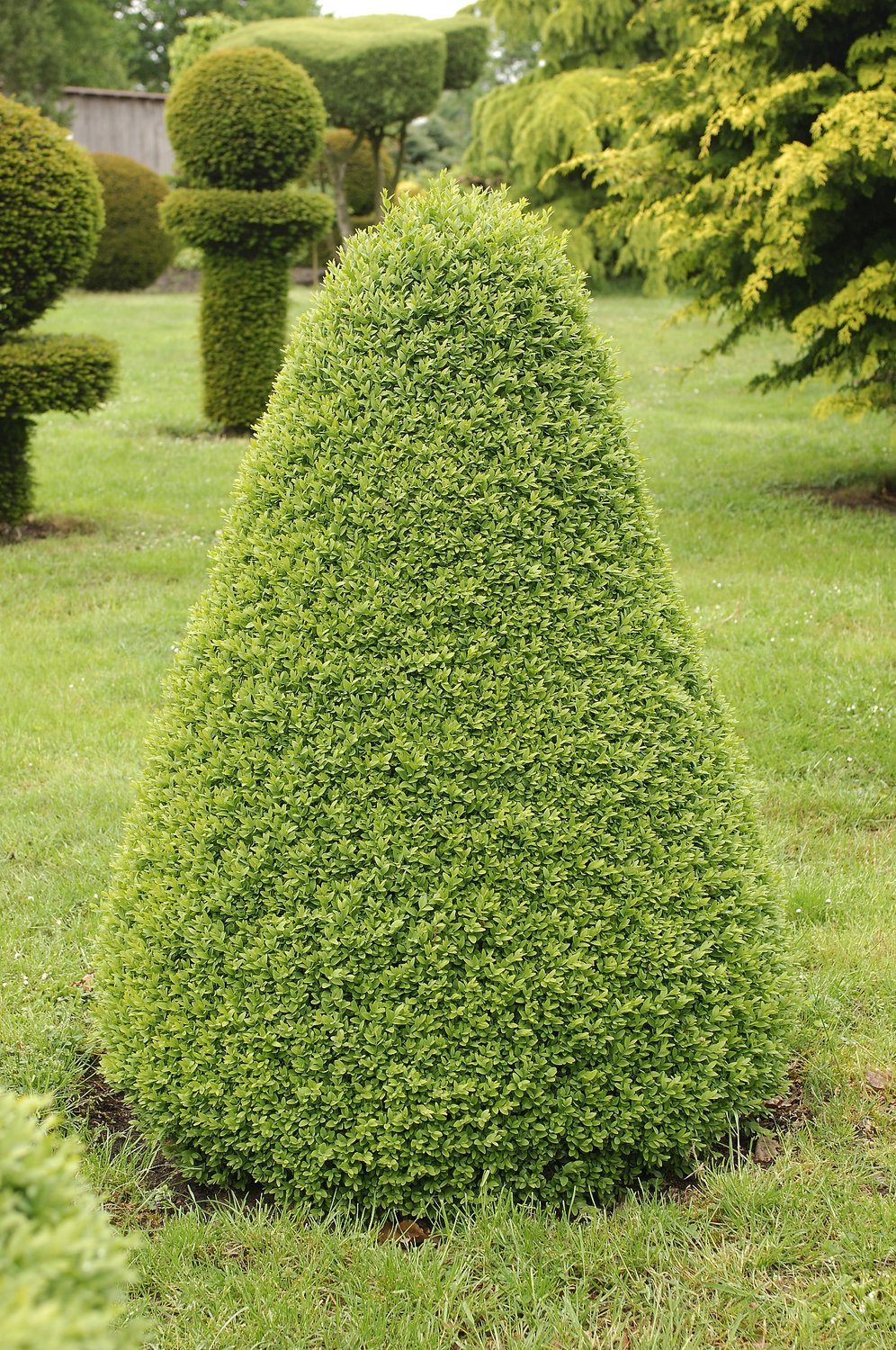 Buxus sempervirens (pyramid)