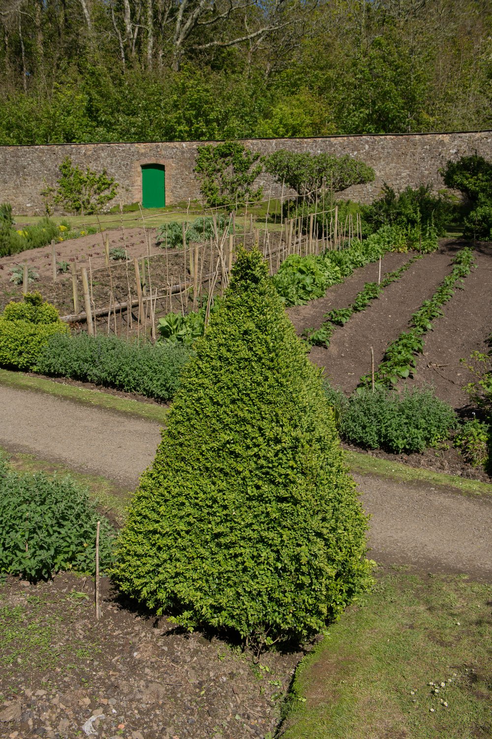 Buxus sempervirens (pyramid)