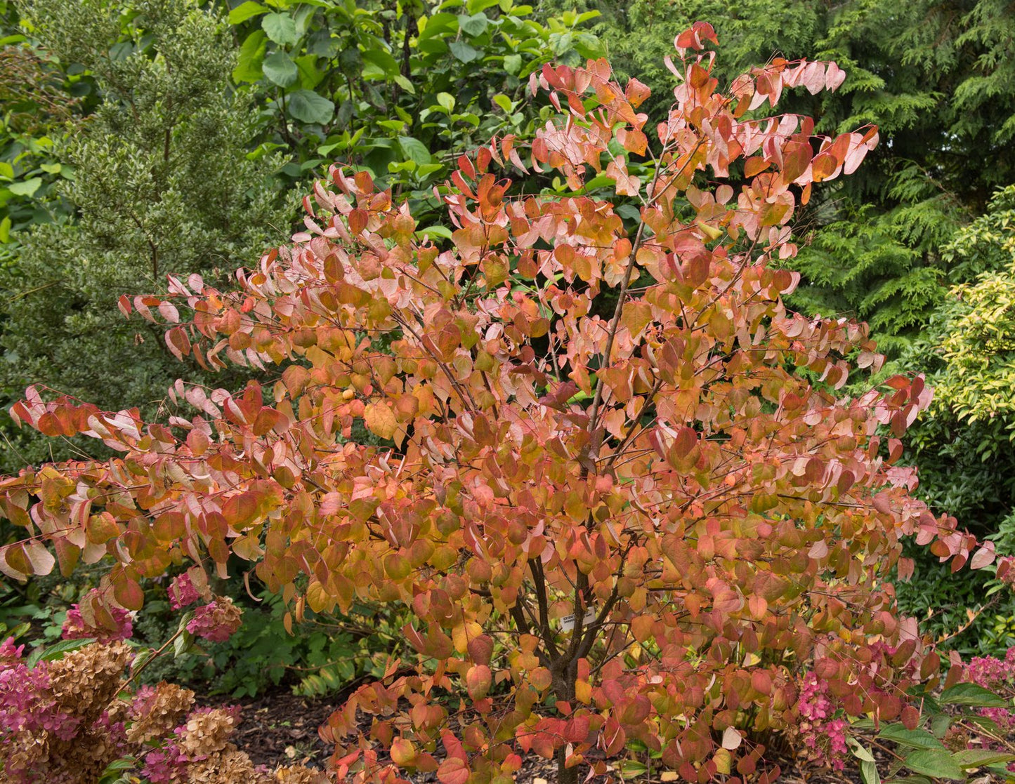 Cercidiphyllum japonicum