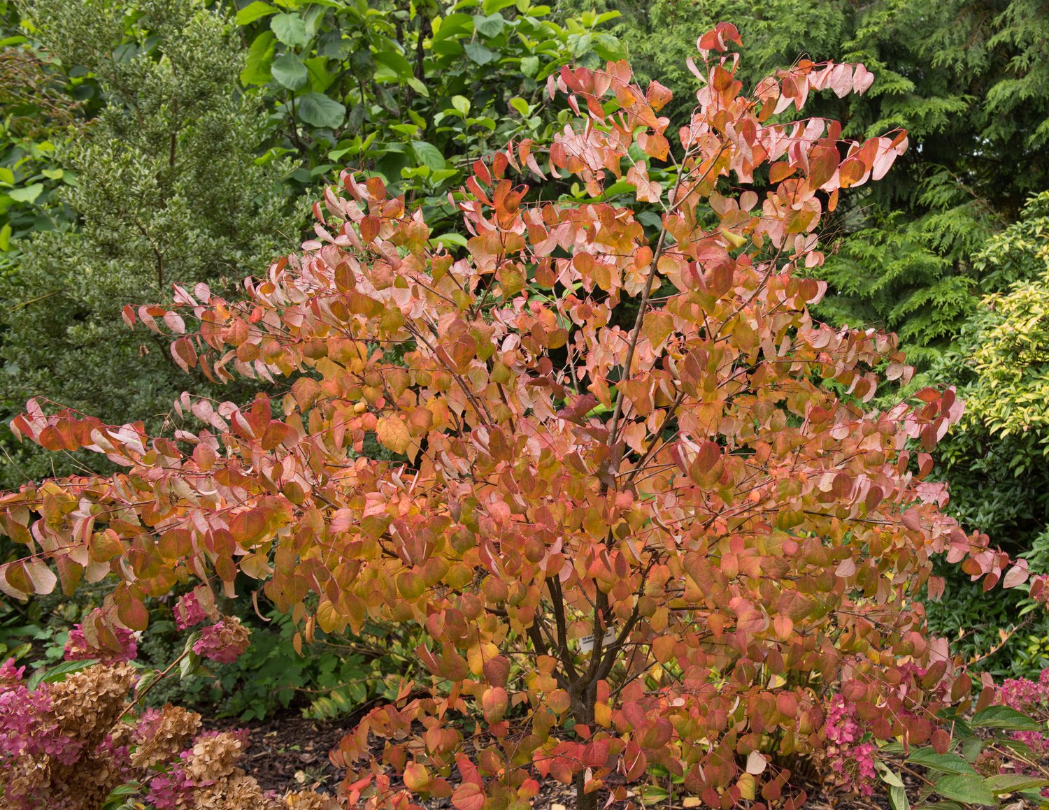Cercidiphyllum japonicum