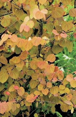 Cercidiphyllum japonicum