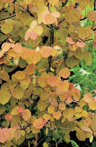 Cercidiphyllum japonicum