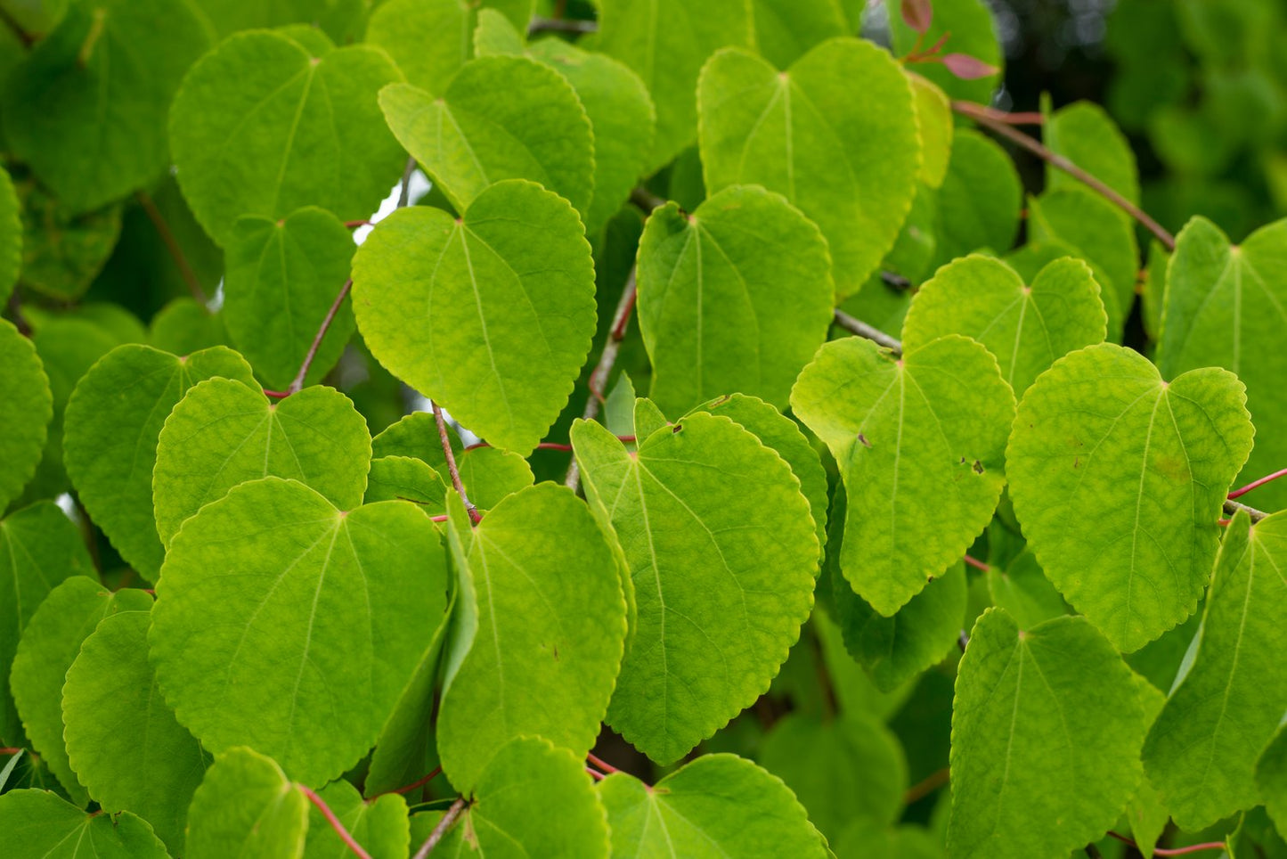 Cercidiphyllum japonicum
