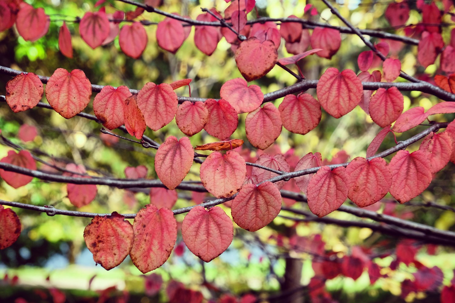 Cercidiphyllum japonicum