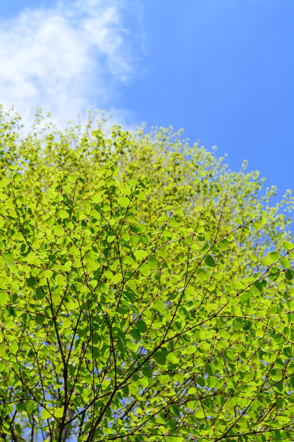 Cercidiphyllum japonicum