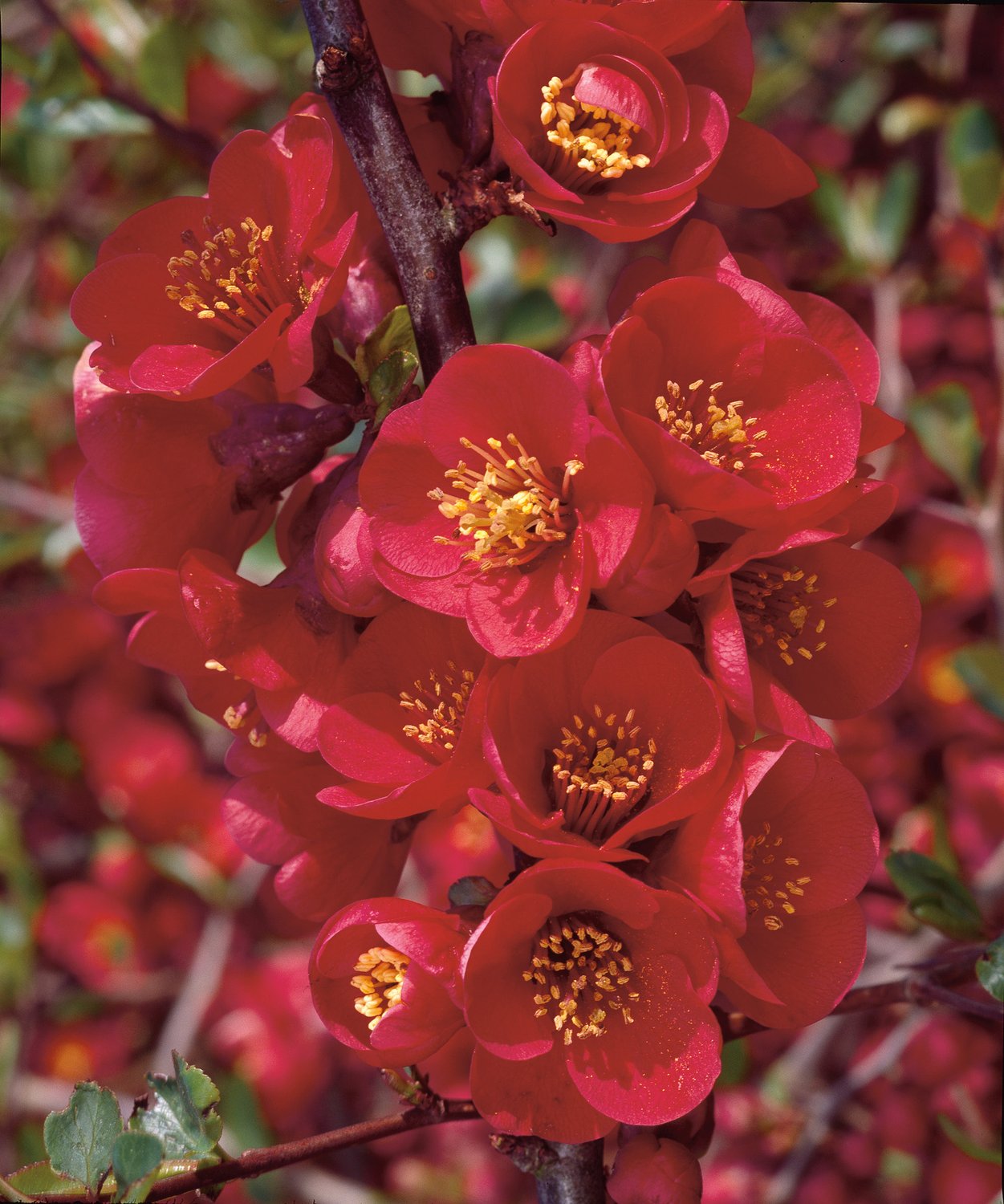 Chaenomeles × superba 'Nicoline'